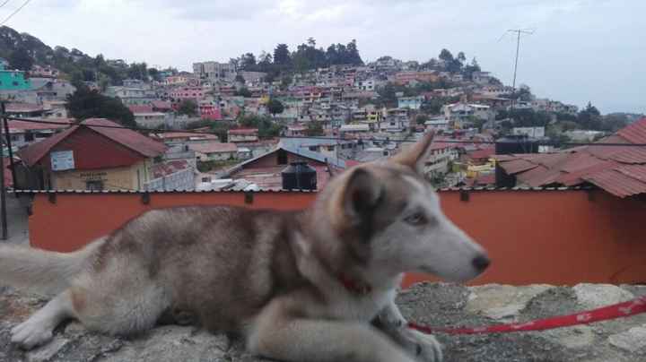 su primer paseo despues de cubrir todas sus vacunas