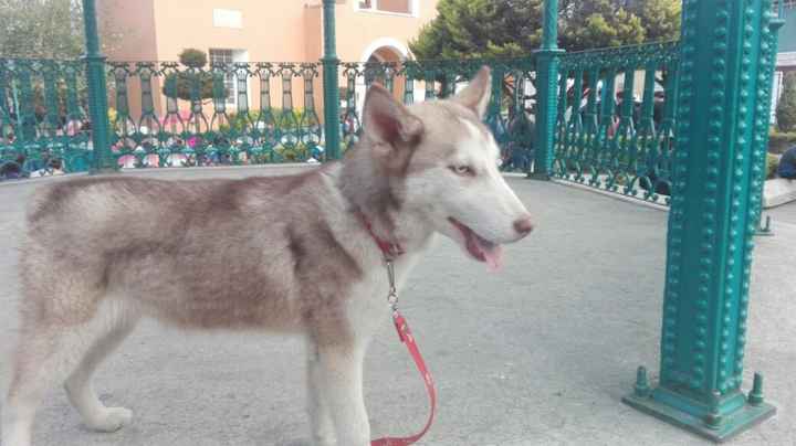 su primer paseo despues de cubrir todas sus vacunas