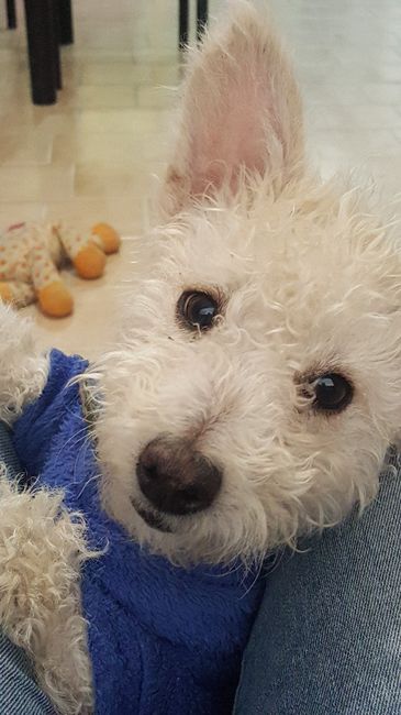  Perrihijos 😍🐶 - 1