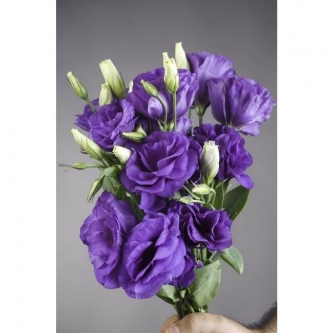 Tipo de flores para boda Moradas 8