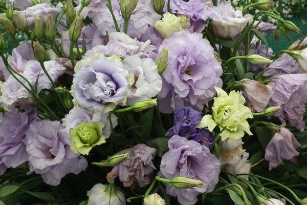 Tipo de flores para boda Moradas 9