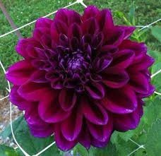 Tipo de flores para boda Moradas 14