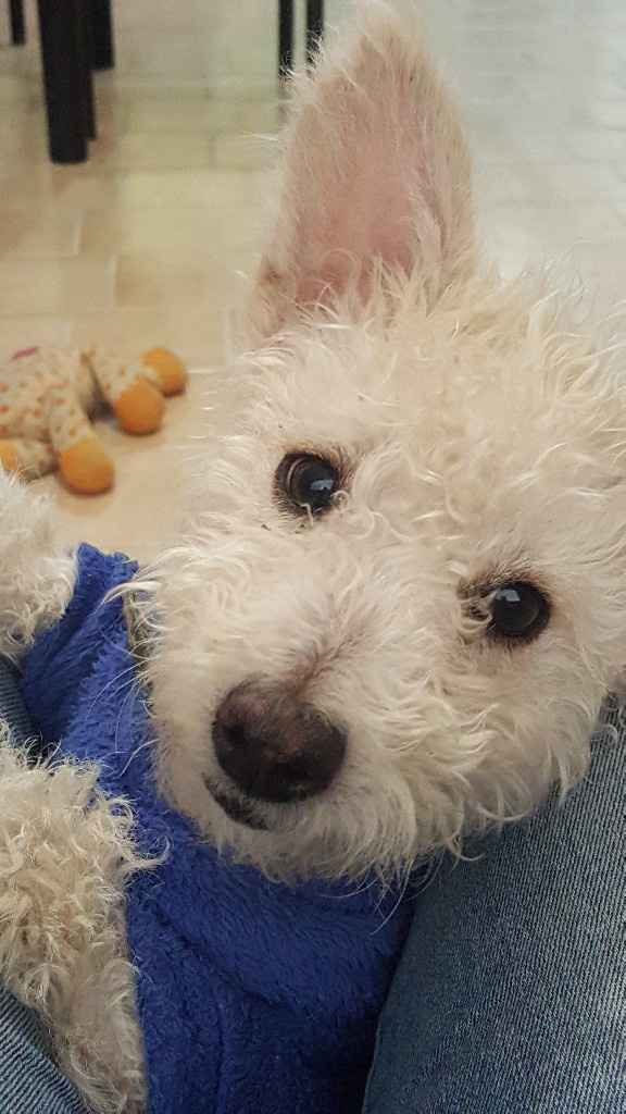  Perrihijos 😍🐶 - 1