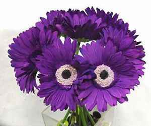 gerbera