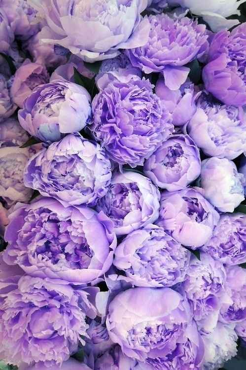 peonias