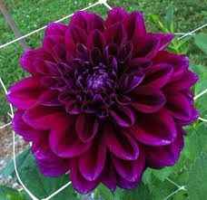 color uva