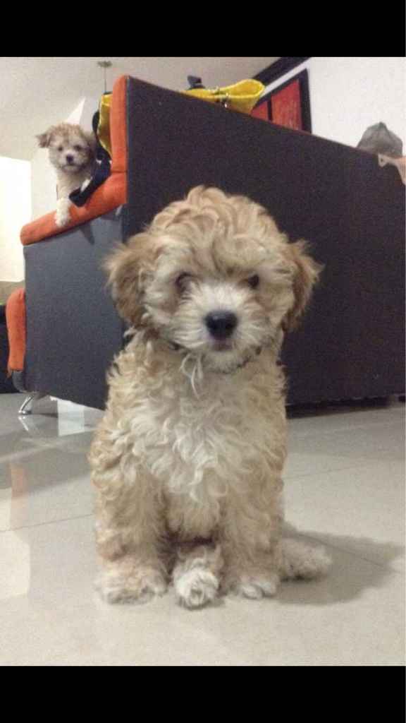Ustedes ya tiene mascota para su futuro o ya hogar?? - 1