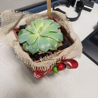 Recuerdos eco-friendly + Regalo de San valentín 🎁 - 1
