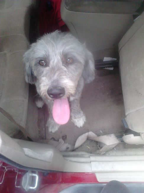 La foto de tu mascota! - 1
