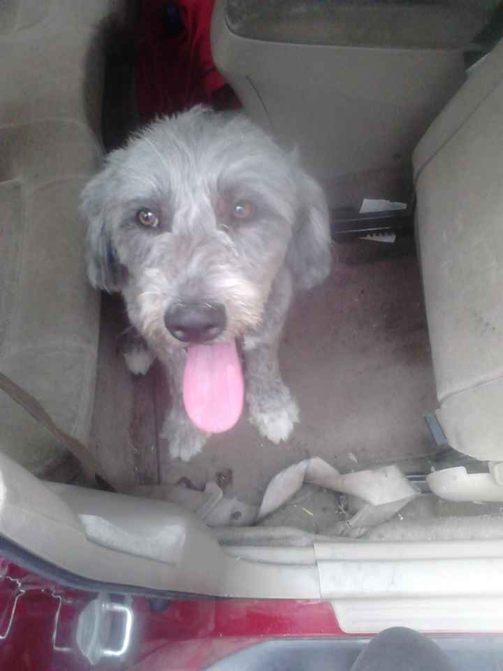La foto de tu mascota! - 1