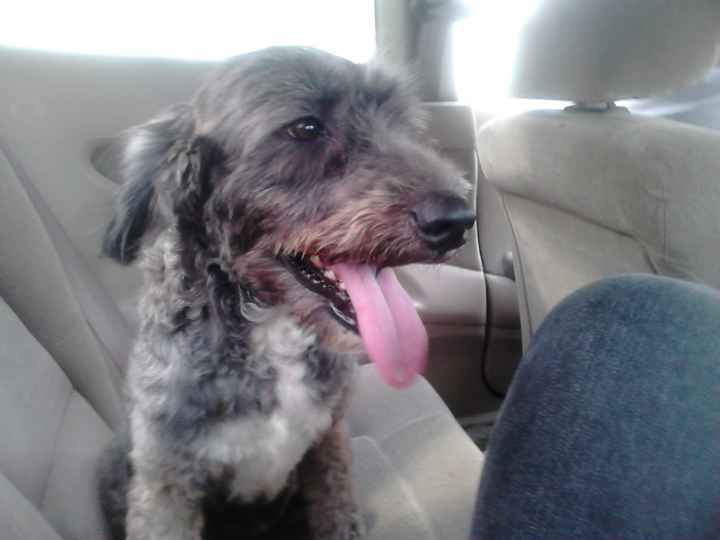 La foto de tu mascota! - 2