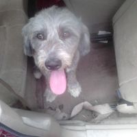 La foto de tu mascota! - 1