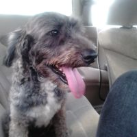 La foto de tu mascota! - 2