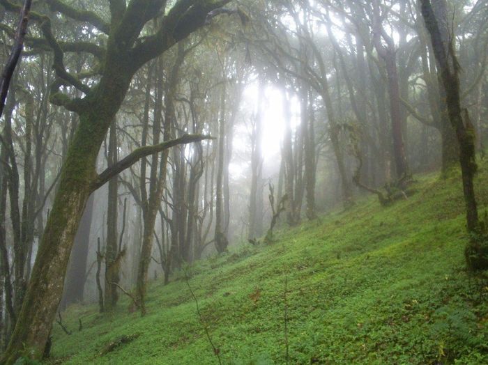 Bosque Mesófilo Ixtlán Oaxaca 4