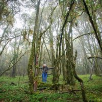 Bosque Mesófilo Ixtlán Oaxaca 3