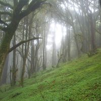 Bosque Mesófilo Ixtlán Oaxaca 4