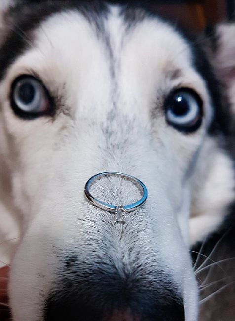 Mi husky peluda + mi anillo 👰💍🐺 2