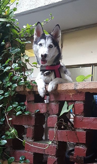 Mi husky peluda + mi anillo 👰💍🐺 3
