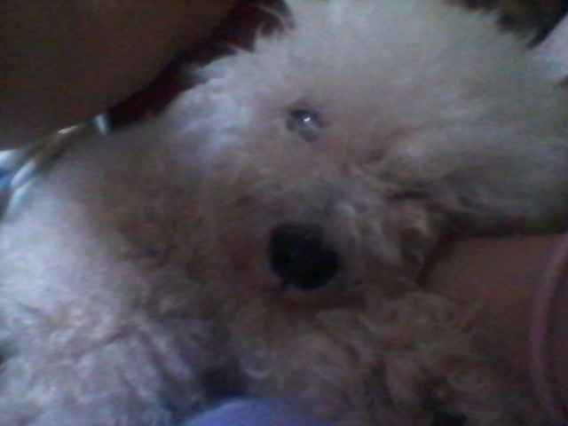 La foto de tu mascota! - 1