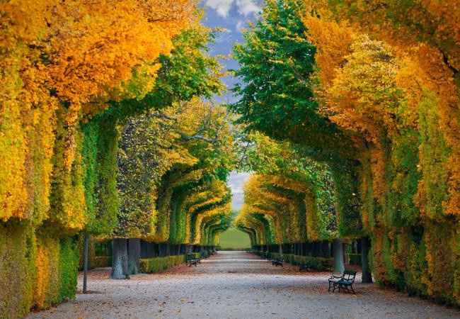 Bosques de Viena