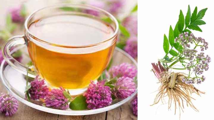 Valeriana