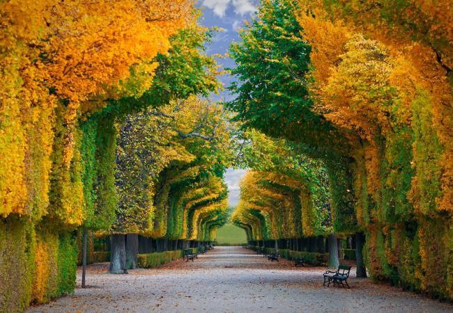 Bosques de Viena