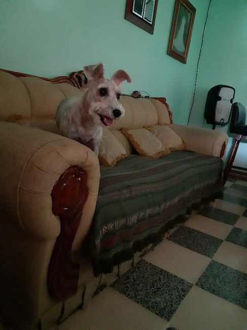 ¿dejarán alguna mascota con sus papás cuando se casen? - 1