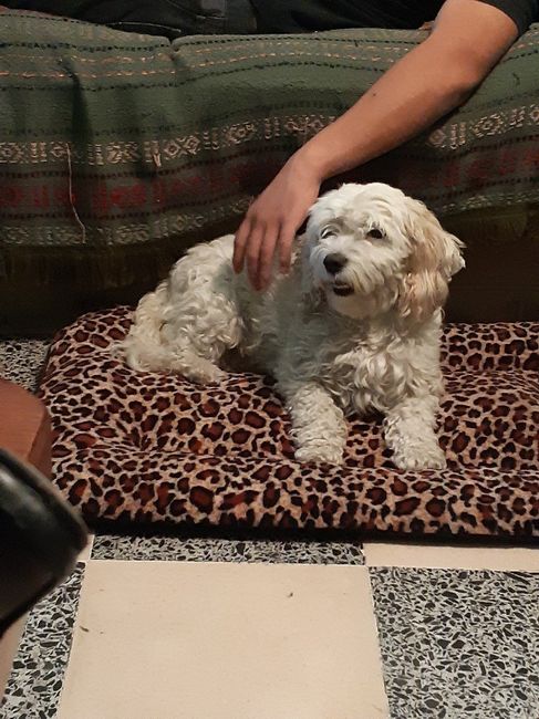 ¿dejarán alguna mascota con sus papás cuando se casen? - 2