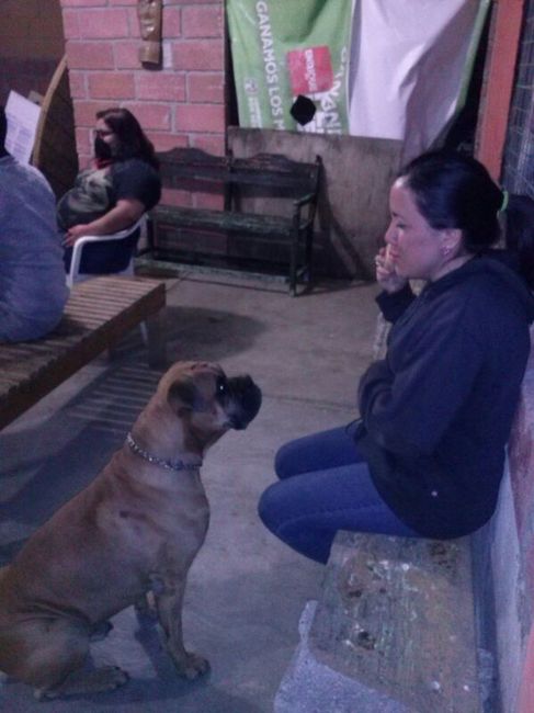 12 maneras de incluir a tus mascotas en tu boda - 1