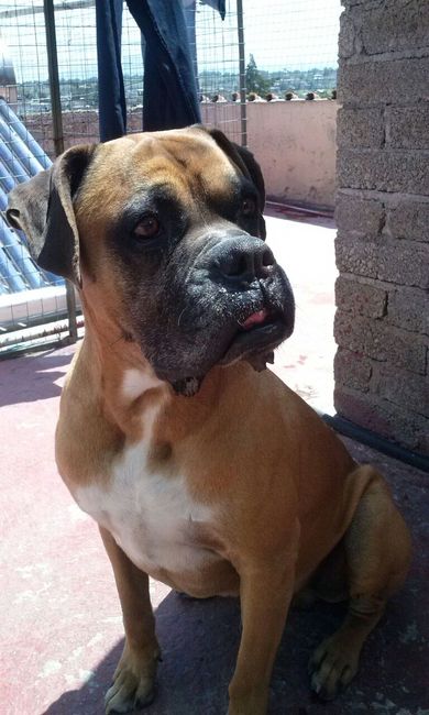 Y ustedes tienen "perrhijos"? Preséntalo/a! :D - 1