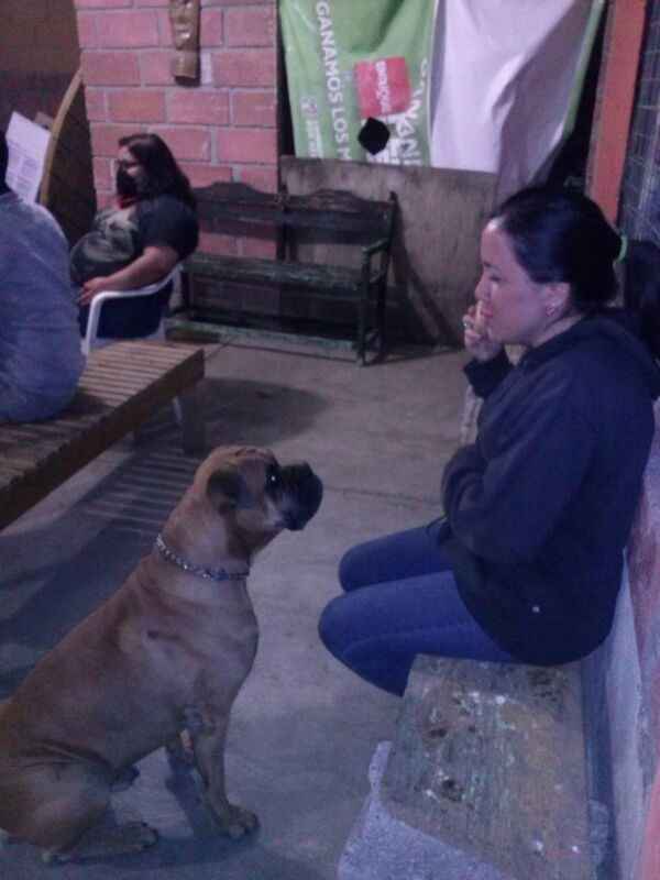 12 maneras de incluir a tus mascotas en tu boda - 1