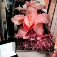 Reto con regalo: Sube una foto de tu anillo🎁 - 1