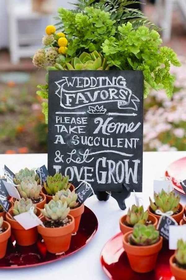 Suculentas (regalar Vida)