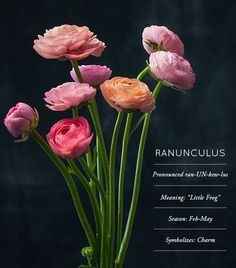 ranunculus