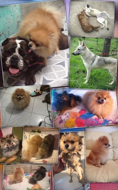 Mascotas: Los reyes de la casa!! - 1