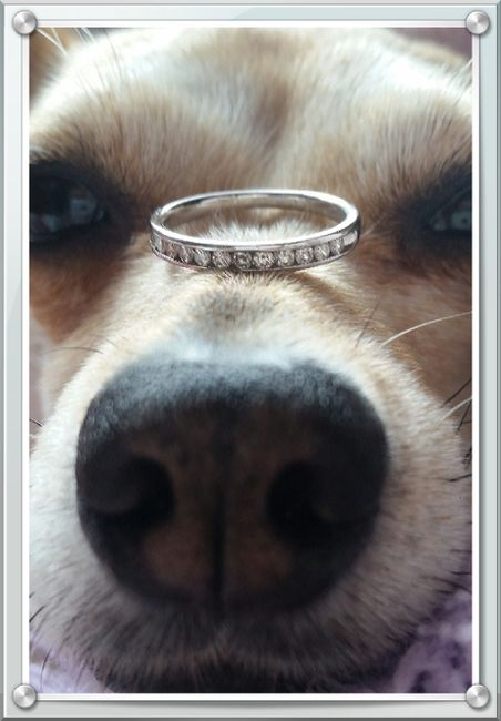 Anillo de compromiso!! - 1