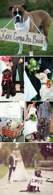 Mascotas involucradas en el gran día? - 2