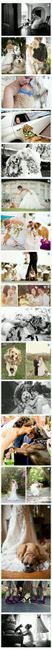 Mascotas involucradas en el gran día? - 8