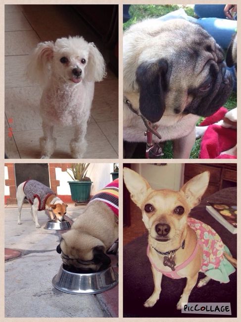 Mascotas involucradas en el gran día? - 1