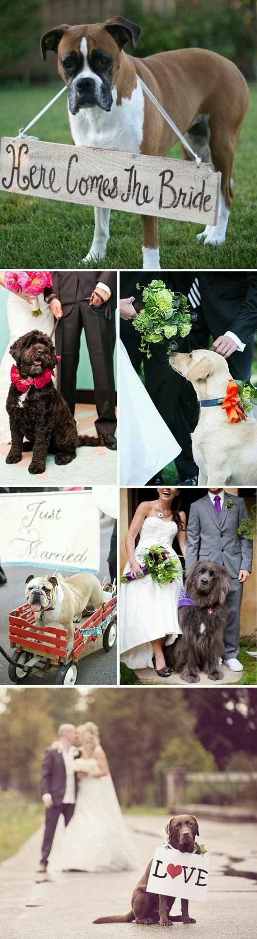 Mascotas involucradas en el gran día? - 2