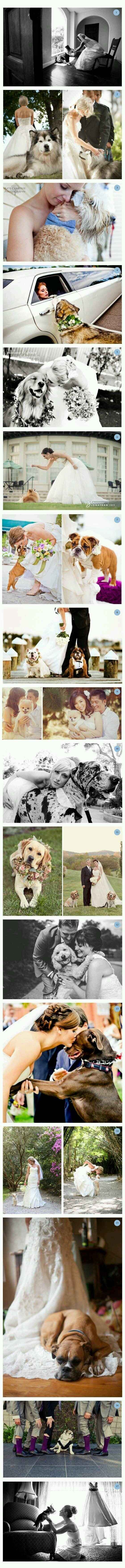 Mascotas involucradas en el gran día? - 8