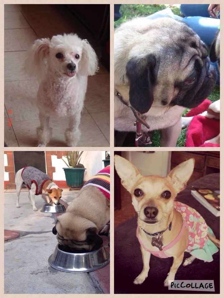 Mascotas involucradas en el gran día? - 1