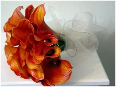 Mango Calla lilies