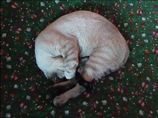 Bumba durmiendo