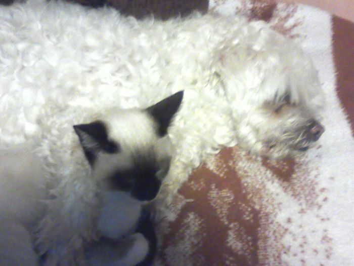 Amor de animales
