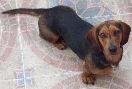 Togo-orejas