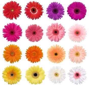 Colores de gerberas