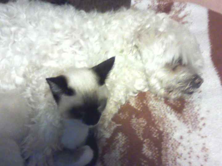 Amor de animales
