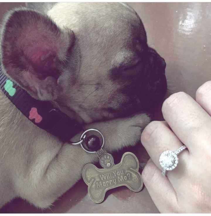 Pedida de mano perruna??? - 1