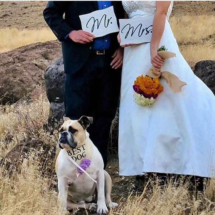 Perros de honor! xd - 5